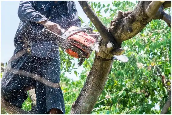 tree services Patrick Springs